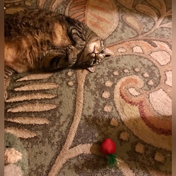 Meet your Posher, Beverly - Picture 8 of 16